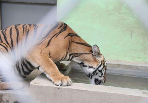 Khám phá nghề nuôi “Chúa sơn lâm” ở Hà Nội