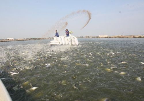 Đề xuất hỗ trợ người nuôi trồng thủy sản về con giống nuôi ngắn ngày, năng suất cao