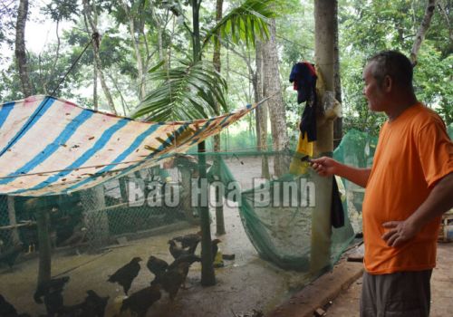 Hòa Bình: Tìm hướng tiêu thụ cho người chăn nuôi gà ở huyện Lạc Sơn