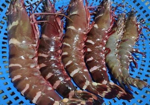 Tôm sú khổng lồ giá hơn một triệu đồng mỗi kg