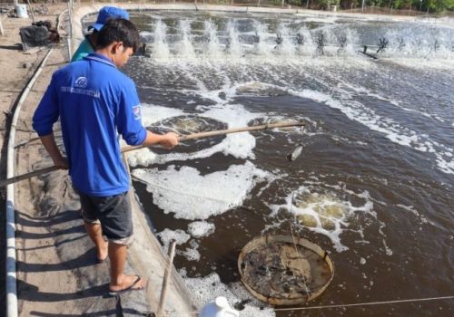 Đánh thức tiềm năng nuôi tôm công nghệ cao
