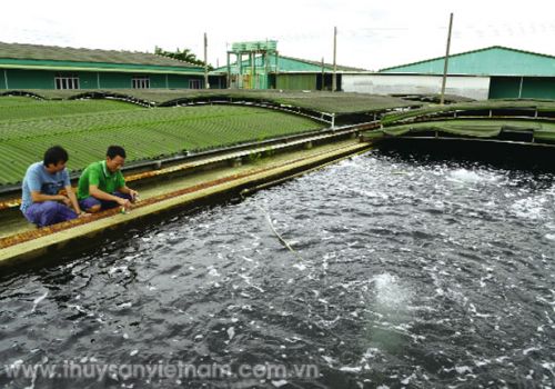 Hydrogen peroxide trong ao tôm