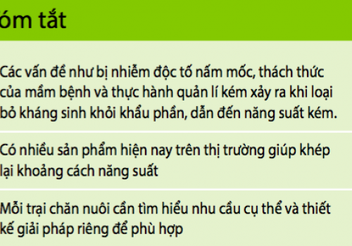 Hộp công cụ giảm kháng sinh của bạn