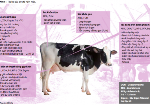 Chất ức chế năng suất ẩn trong thức ăn