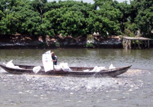 Hạn chế thiệt hại do bệnh gan thận mủ trên cá tra