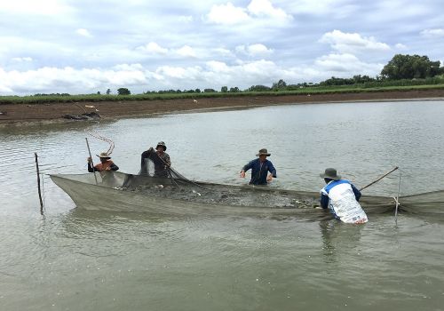 Gỡ khó cho người nuôi thủy sản