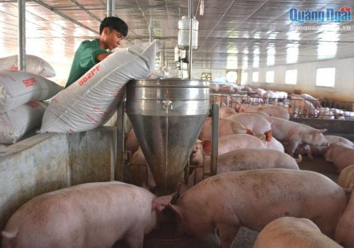 Giá heo hơi hôm nay 23.10.2023: Đà rơi tạm ngưng