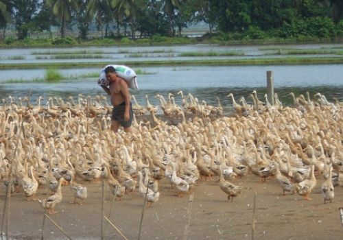 Vĩnh Long: Nuôi vịt đẻ… mùa dịch COVID-19