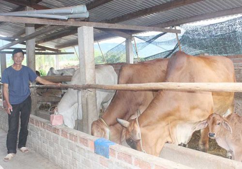 Thương hiệu ‘Bò lai Hà Tam’: Tại sao không?