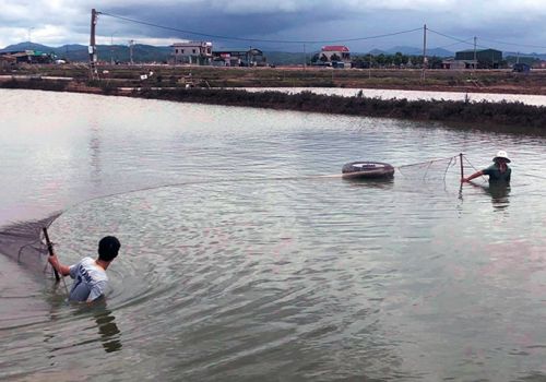 Quảng Bình: Gần 10.000 tấn thủy hải sản được thu hoạch trước mưa bão