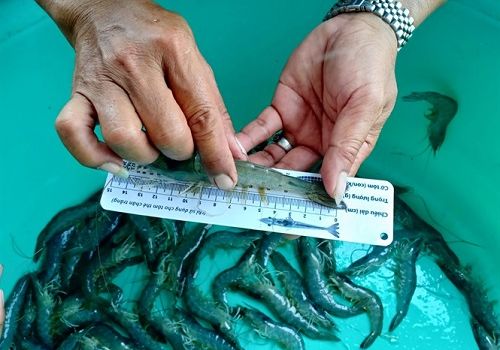 Nuôi tôm công nghệ Semi Biofloc: Lãi lớn và an toàn