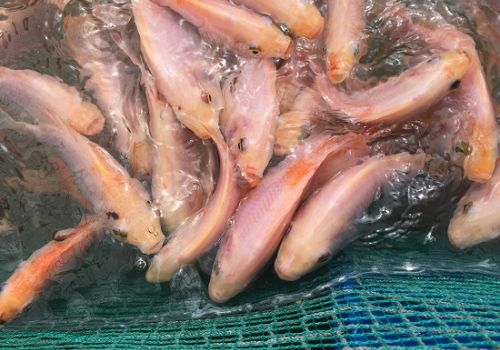 Một số khuyến cáo khi nuôi cá lồng bè trước mưa giông lớn ở miền Bắc