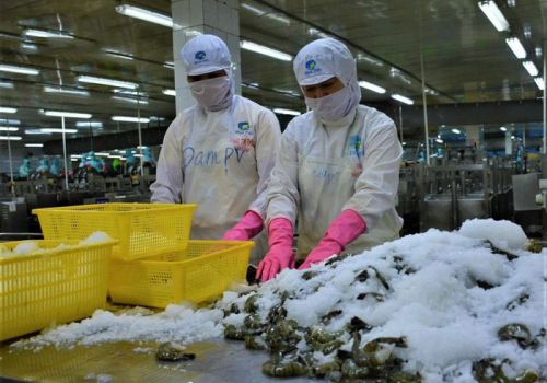 Tôm Cà Mau vượt khó, xuất khẩu đạt 1,1 tỷ USD