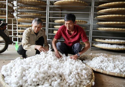 Kén tằm: Kỷ lục 210 ngàn đồng/kg