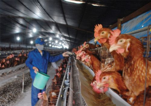 Xác định khẩu phần tối ưu cho gà đẻ