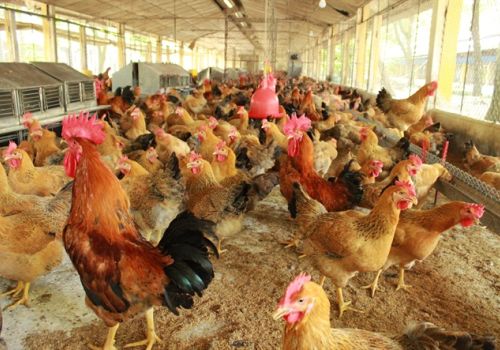 Nhiễm khuẩn Salmonella: Vấn đề đương đại của chăn nuôi gia cầm