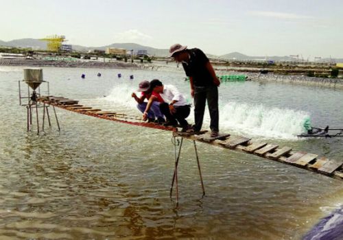 Kiểm soát khí độc ao tôm và sử dụng vi sinh hiệu quả