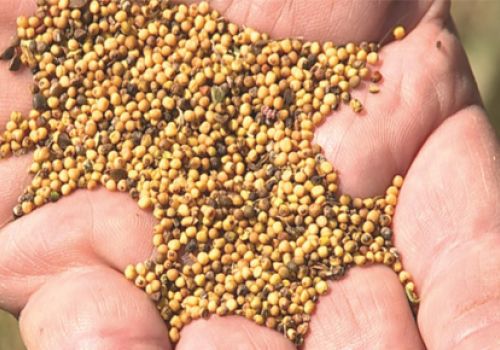 Khô cải Carinata: Nguồn protein bền vững mới