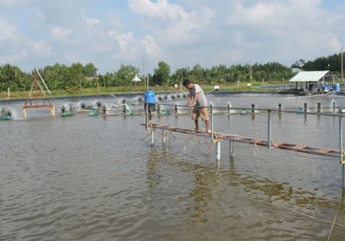 Cần Giuộc (Long An): Tập trung hỗ trợ người nuôi tôm phục hồi sản xuất sau dịch