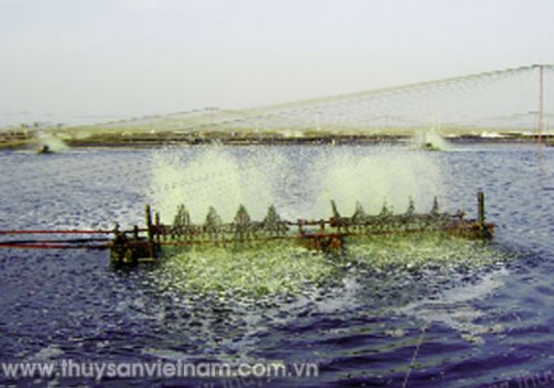 Sử dụng khoai lang trong nuôi tôm công nghệ biofloc