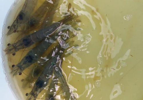 Vì sao cần bổ sung khoáng vào thức ăn tôm cá?