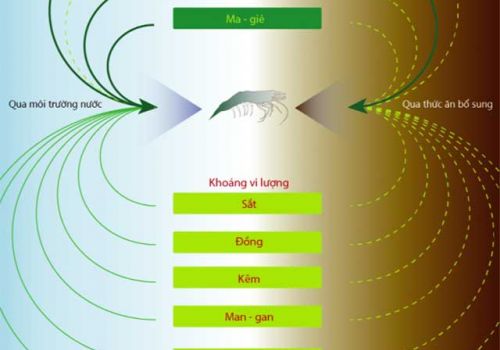 Khoáng chất vi lượng hữu cơ trong nuôi trồng thủy sản