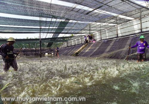 Triển vọng mô hình nuôi tôm hữu cơ