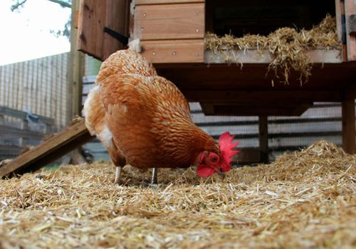 Kinh nghiệm khử mùi hôi chuồng gà