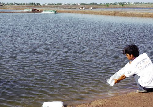 Khung mùa vụ thả nuôi tôm nước lợ năm 2018