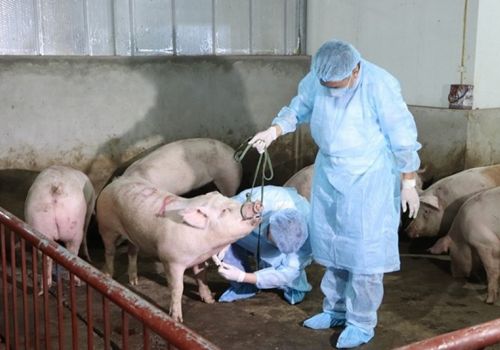 Lâm Đồng: 26 chuỗi liên kết sản xuất đa dạng vật nuôi