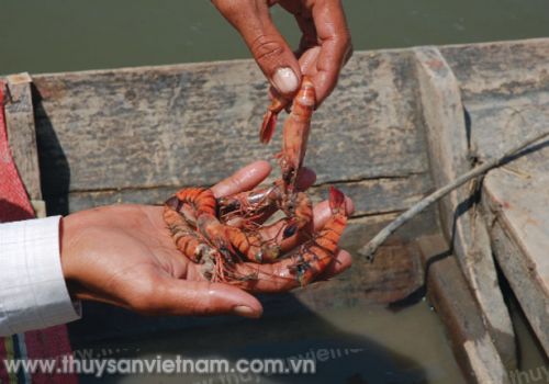 Kiểm soát chặt chẽ dịch bệnh trên tôm nuôi