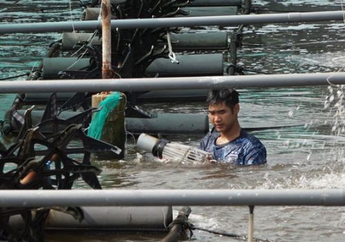 Nuôi tôm công nghệ cao – Hướng đi khó nhưng hiệu quả khác biệt