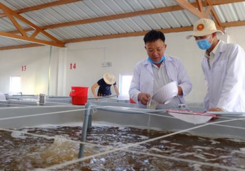 Sản xuất tôm giống bằng đông trùng hạ thảo