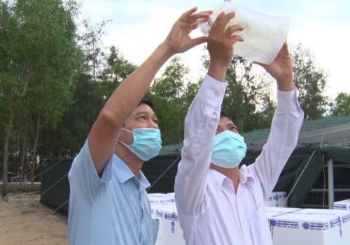 Kỹ thuật kiểm tra, đánh chất lượng tôm giống bằng cảm quan