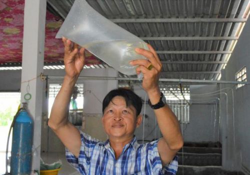 Kiên Giang: Hồ hởi vụ tôm mới