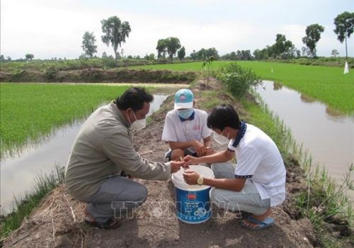 Bạc Liêu: Lúa thơm-tôm sạch là mô hình giúp nông dân khỏe mạnh, làm giàu