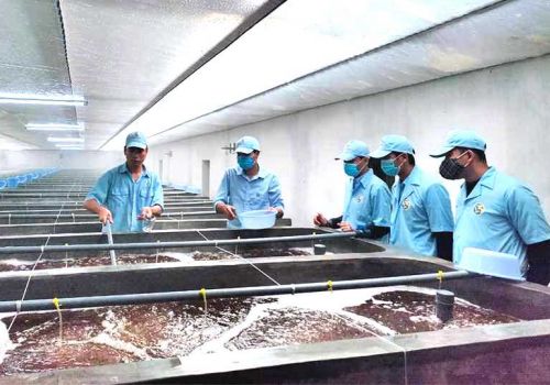 Xây dựng chuỗi giá trị con tôm