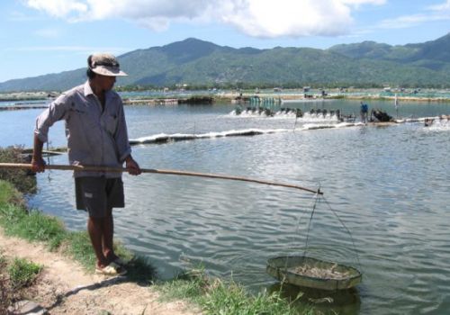 Dịch bệnh trên tôm nuôi diễn biến phức tạp: Các địa phương chủ động ứng phó, không để lây lan