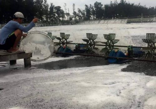 Thừa Thiên Huế: Tìm ra nguyên nhân tôm chết ở Ngũ Điền