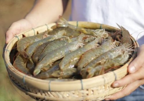 Kings Infra tuyên bố kỷ lục thế giới với trọng lượng tôm thẻ chân trắng lên tới 80 g