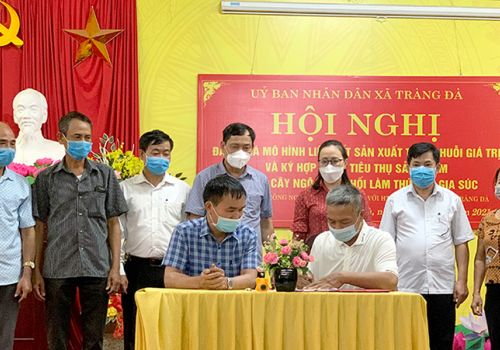 Ký kết hợp tác sản xuất, tiêu thụ ngô sinh khối làm thức ăn gia súc