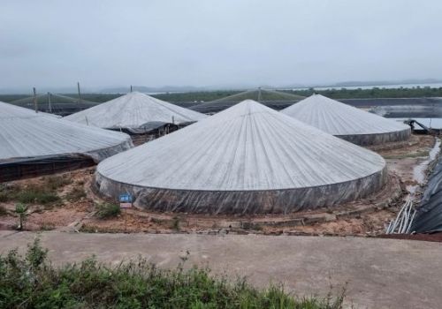 Kỹ sư tin học mong muốn lan tỏa mô hình nuôi tôm công nghệ cao