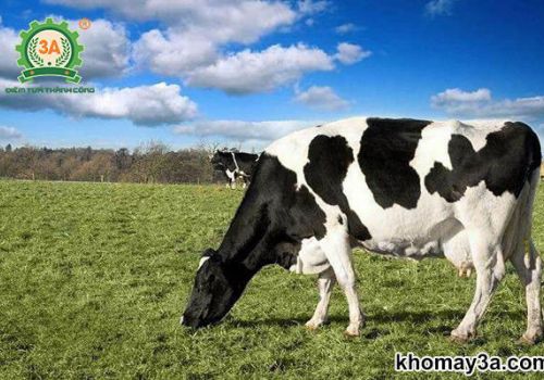 Quy trình, kĩ thuật nuôi bò sữa mang lại hiệu quả kinh tế cao.
