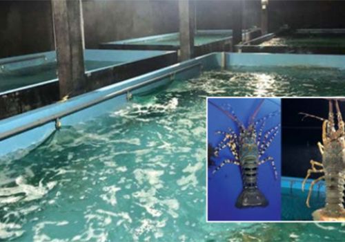 Kỹ thuật nuôi tôm hùm trên bể