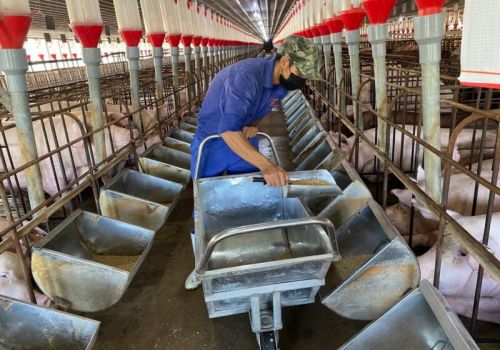 Chăn nuôi 2022: Khát vọng vươn lên