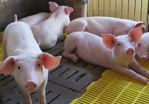 Tỉ lệ Protein khẩu phần cao dẫn đến tiêu chảy sau cai sữa