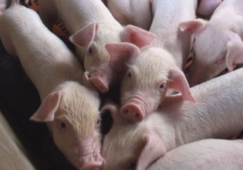 Chăm sóc nuôi dưỡng lợn con sau cai sữa