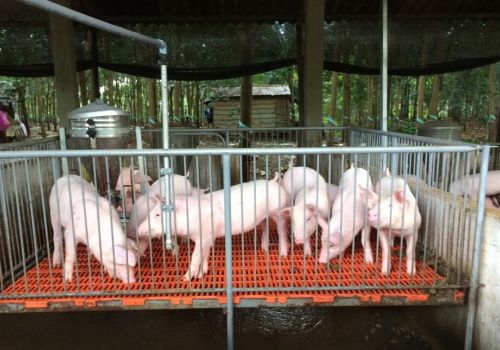 Bệnh dịch tả lợn Châu Phi và cách phòng chống