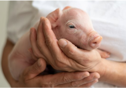 Sự khởi đầu tốt là điều sống còn đối với sức khỏe của heo con