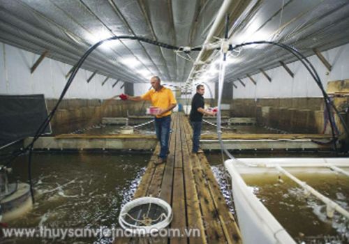 Làm sạch nước thải trên các trang trại nuôi tôm